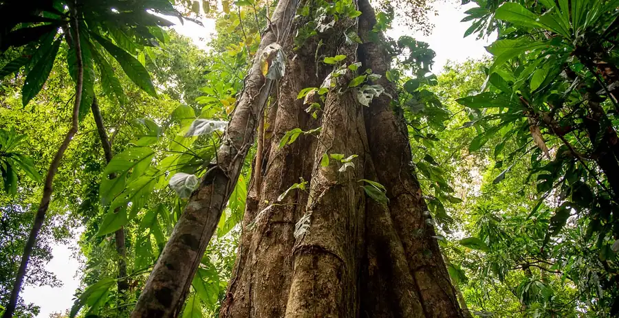 Isla Palenque